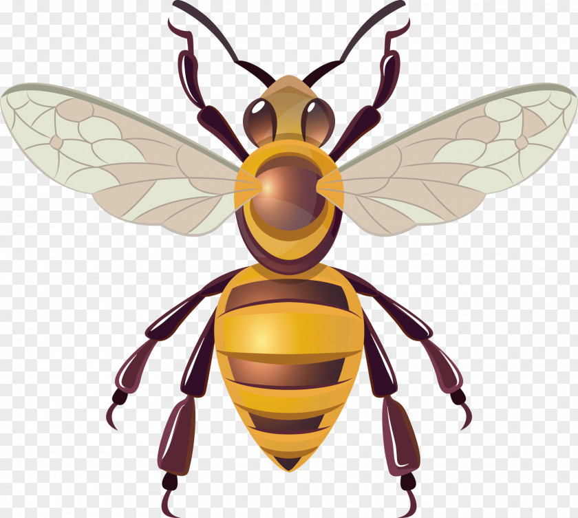 Bee Vector Honey Hornet Insect PNG