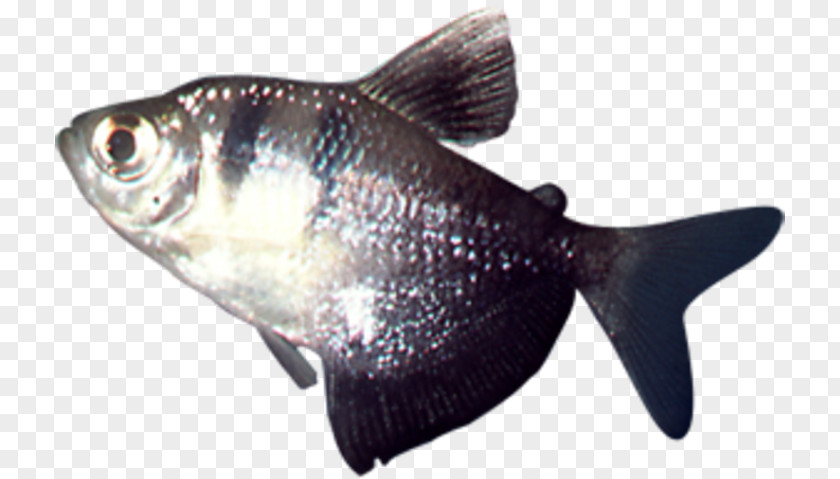Fish Milkfish Cod Products Oily PNG