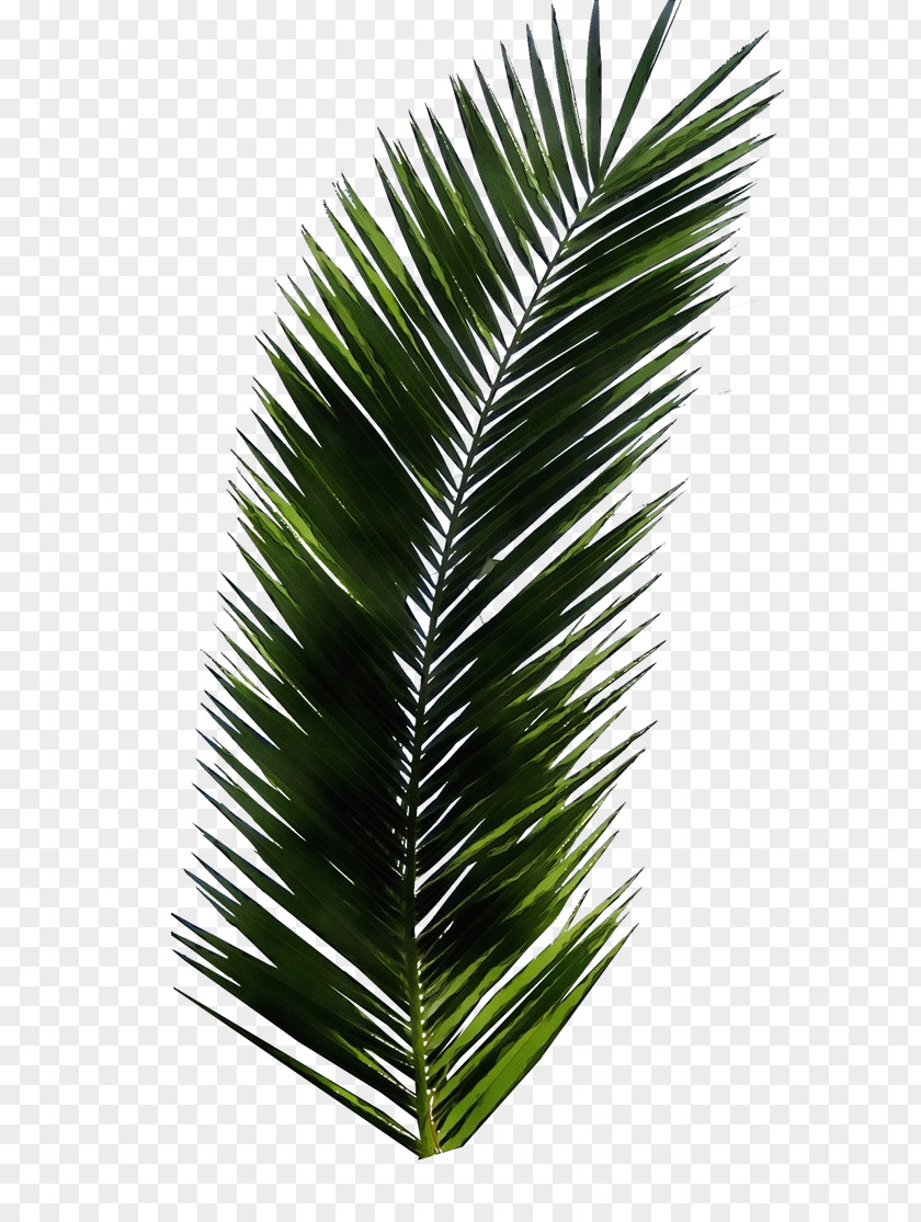 Houseplant Cycad Cartoon Palm Tree PNG