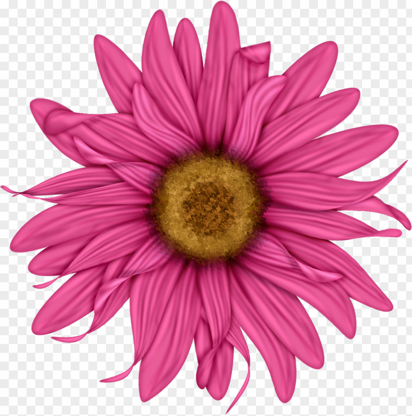 Mothers Day Flower Common Daisy Floral Design Red Clip Art PNG