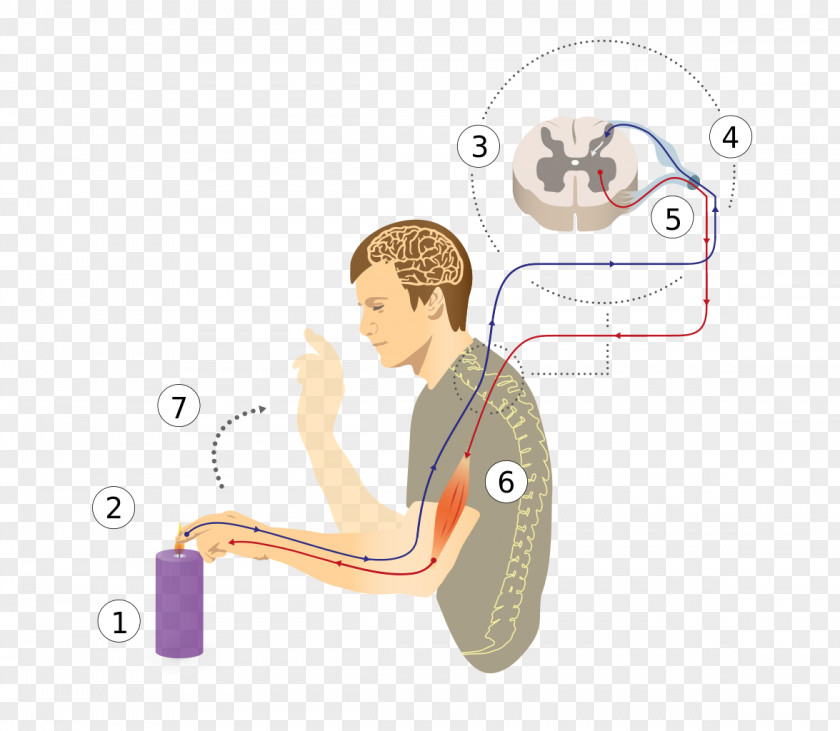 Muscul Reflex Arc Patellar Spinal Cord Nervous System PNG