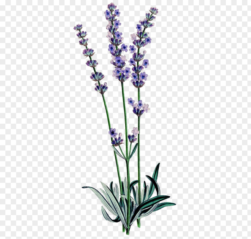 Plant English Lavender Botanical Illustration Botany Oil Familiar Wild Flowers PNG