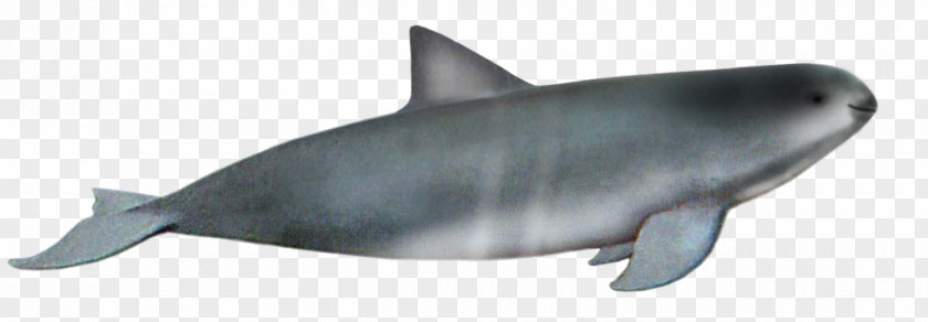 Risso's Dolphin Requiem Sharks Marine Biology PNG