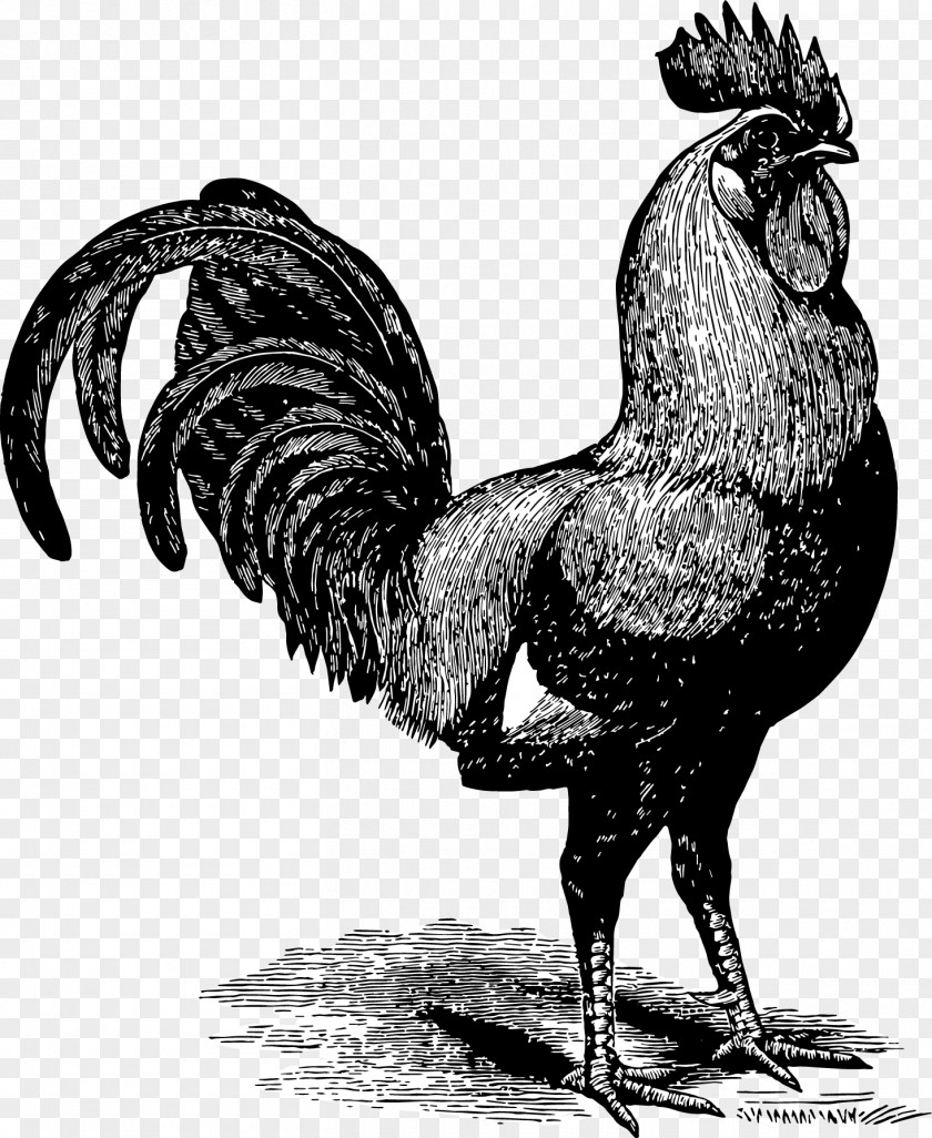 Rooster Chicken Gallic Paper Poultry Farming PNG
