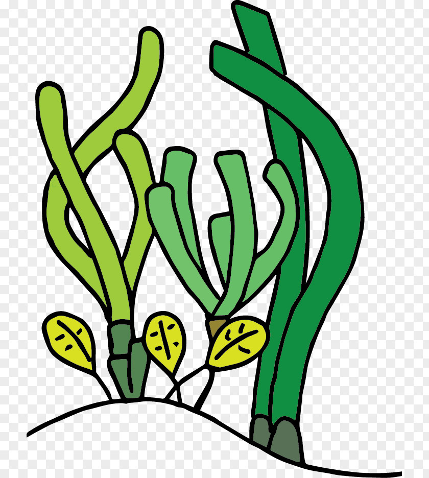 Seagrass Photosynthesis In The Marine Environment Clip Art Ecology PNG