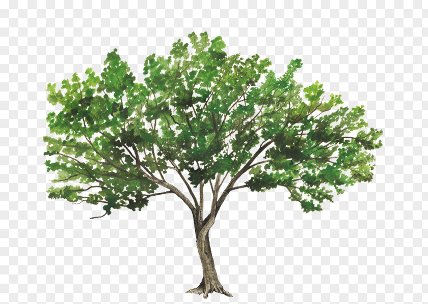 Arbol Populus Alba Tree Rendering PNG