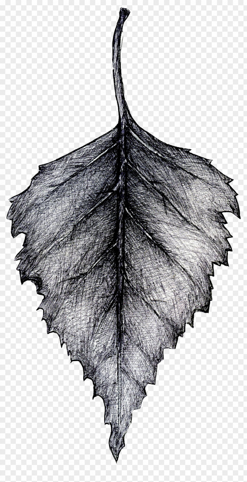 Birch Twig Leaf Tree Of Life PNG