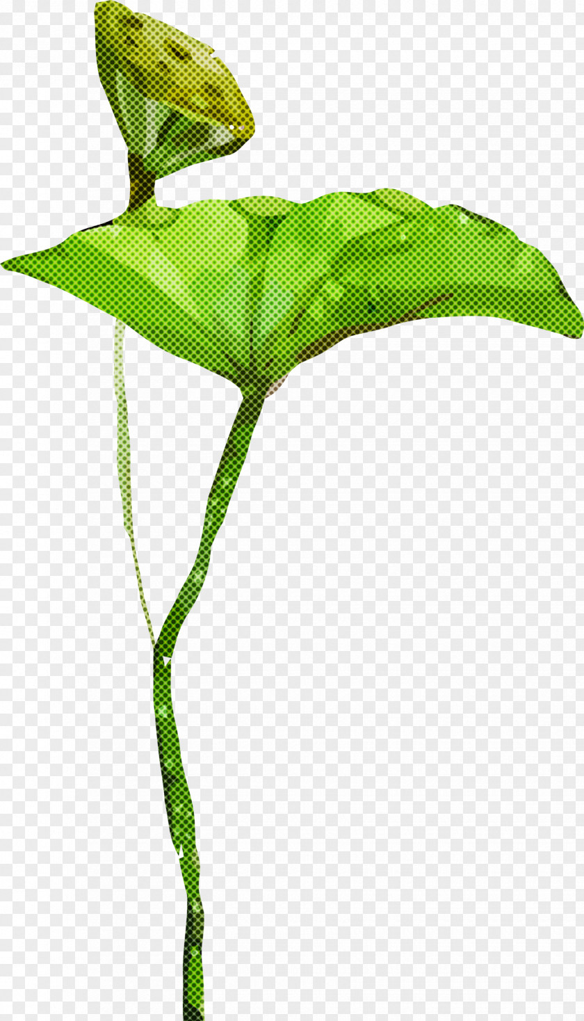 Jack-in-the-pulpit Leaf Flower Green Plant PNG