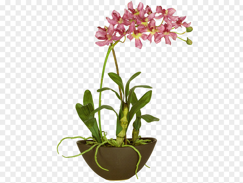 Orchid Orchids Design Image Plants PNG