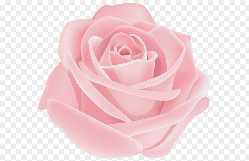 Pink Rhino Garden Roses Clip Art Image PNG