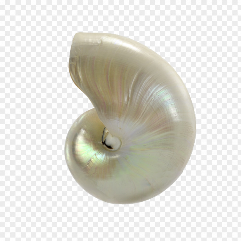 Seashell Nautilidae Pearl Material PNG