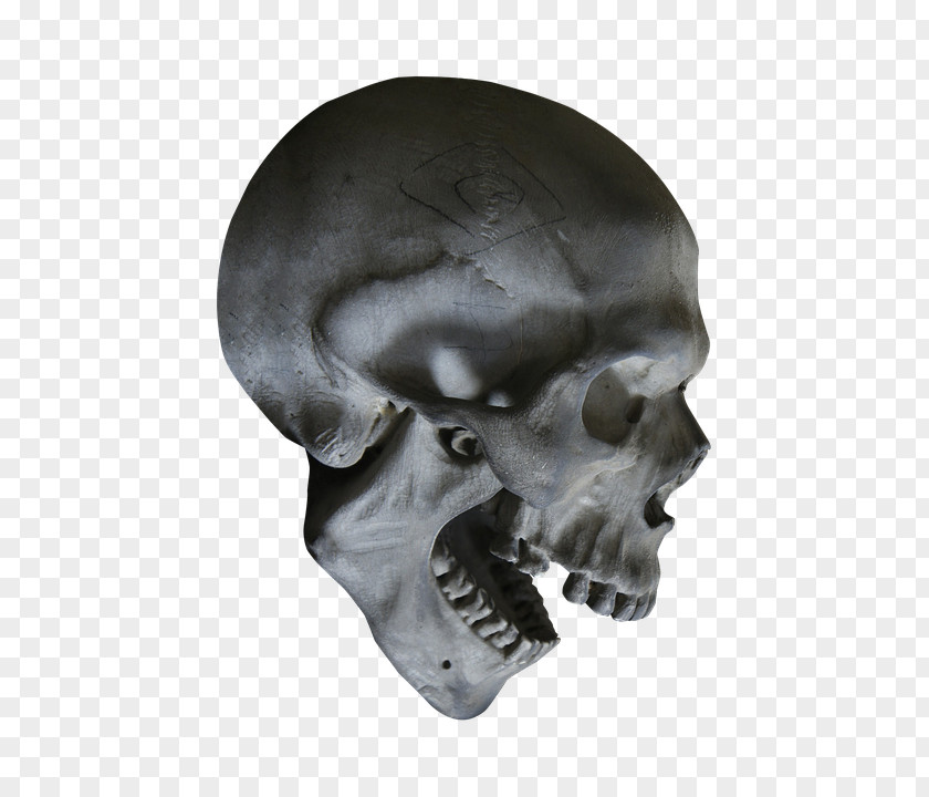 Skeleton Head Human Skull Symbolism Anatomy PNG