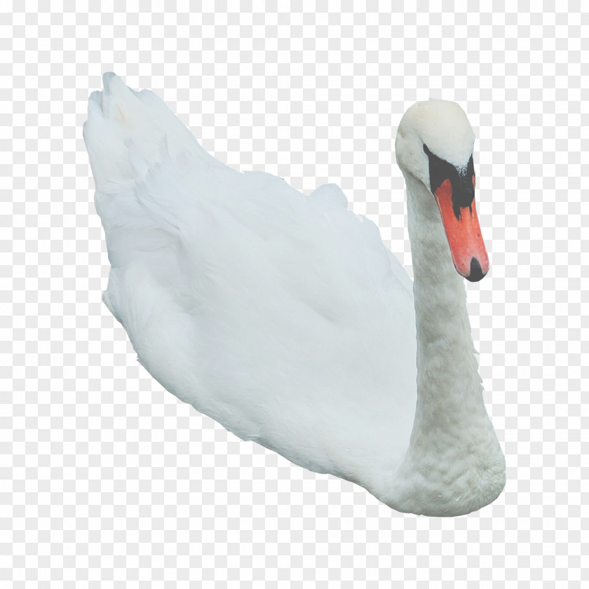 Swans Cygnini Goose Clip Art PNG