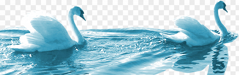 Swimming Swan Cygnini Icon PNG