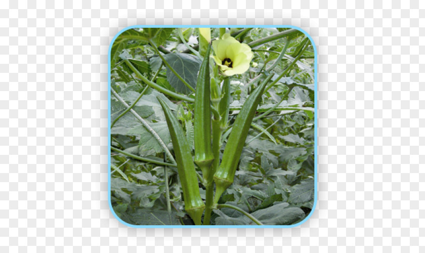 Vegetable Okra Bitter Melon Eggplant Seed PNG