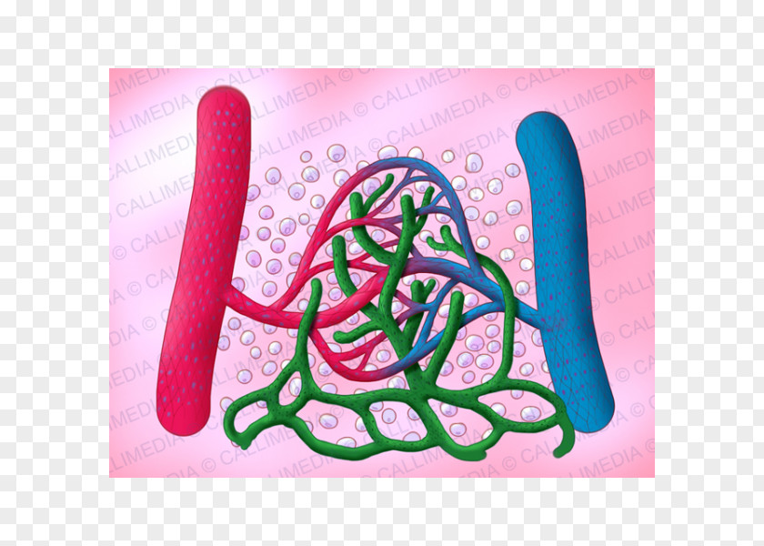 Blood Lymph Capillary Vessel Lymphatic System PNG