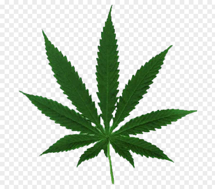 Cannabis Ruderalis Leaf Cultivation Hemp PNG