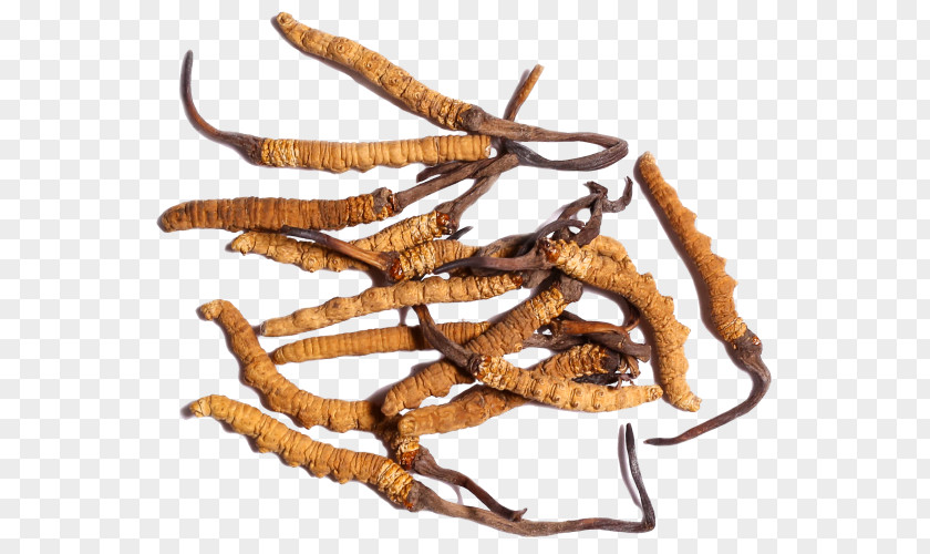 Caterpillar Fungus Cordyceps Traditional Chinese Medicine Soc Trang Province Disease PNG