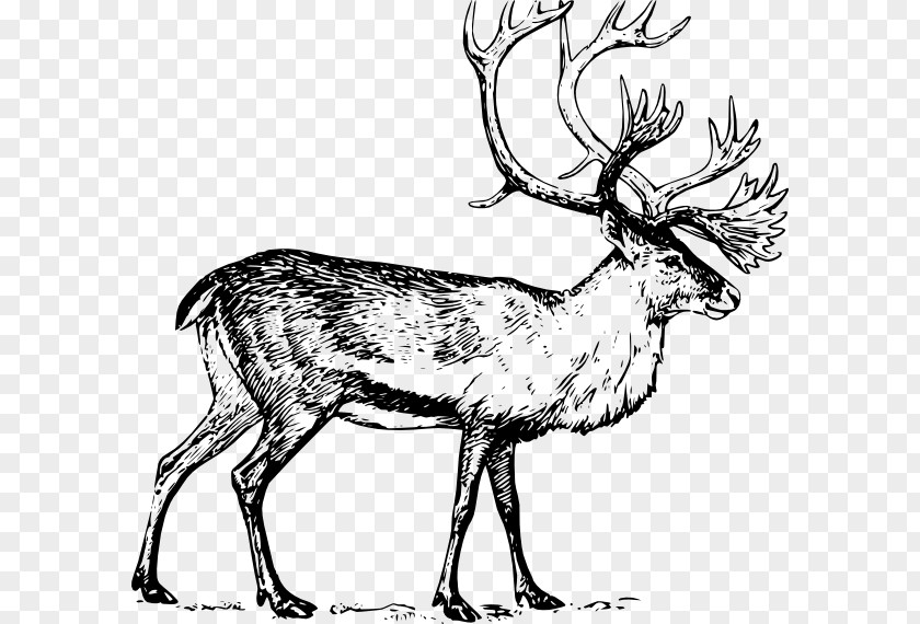 Elk Clipart Deer Drawing Art Clip PNG
