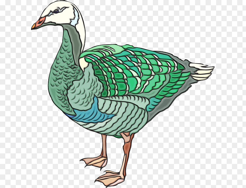 Fowl Waterfowl Bird Duck Goose Beak Water PNG