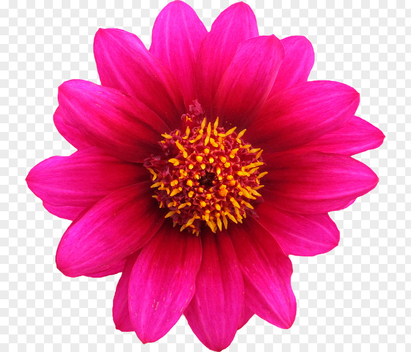 Gazania Transparent Background Pink Flowers Rose Stock.xchng PNG