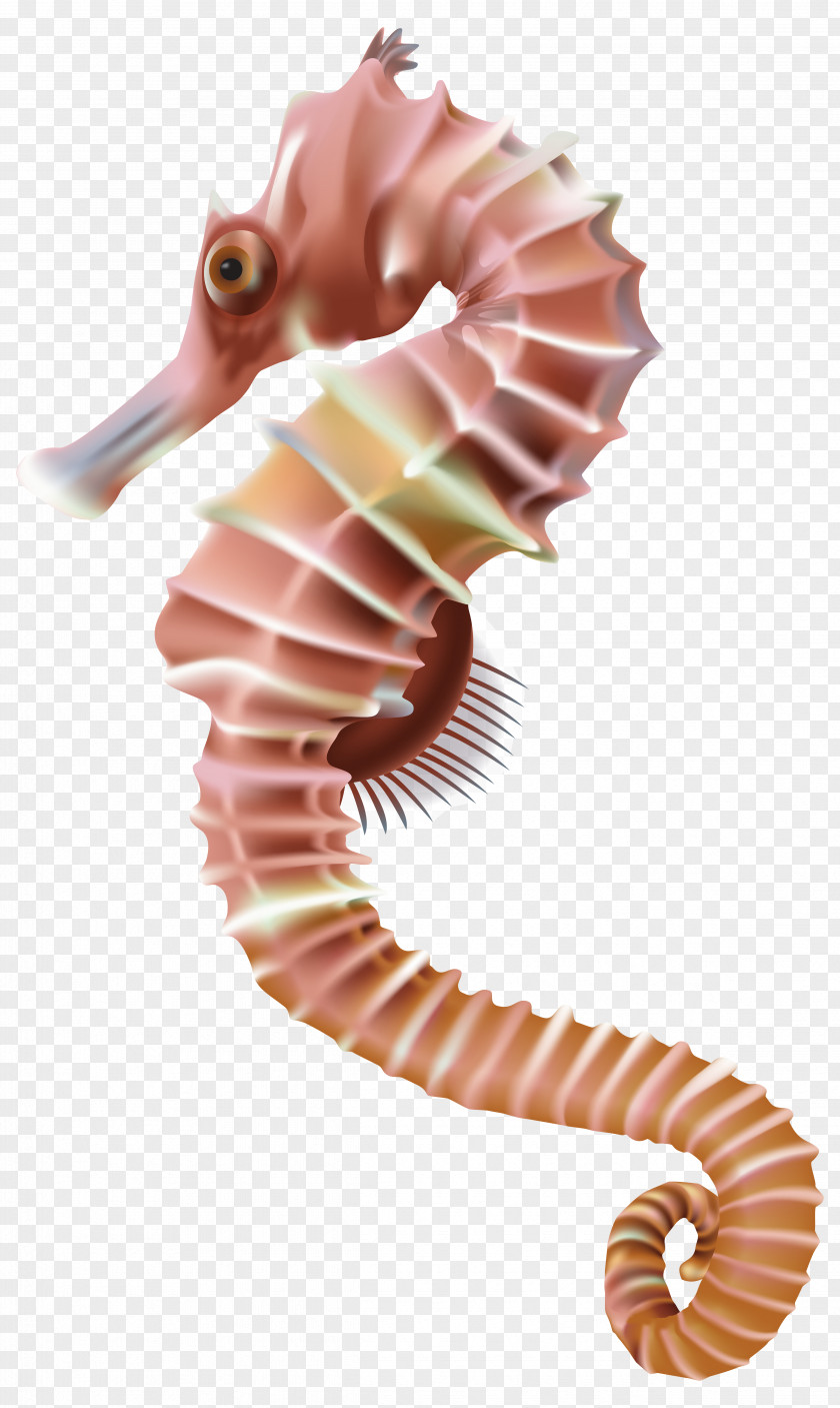 Seahorse Transparent Clip Art Image Leafy Seadragon PNG