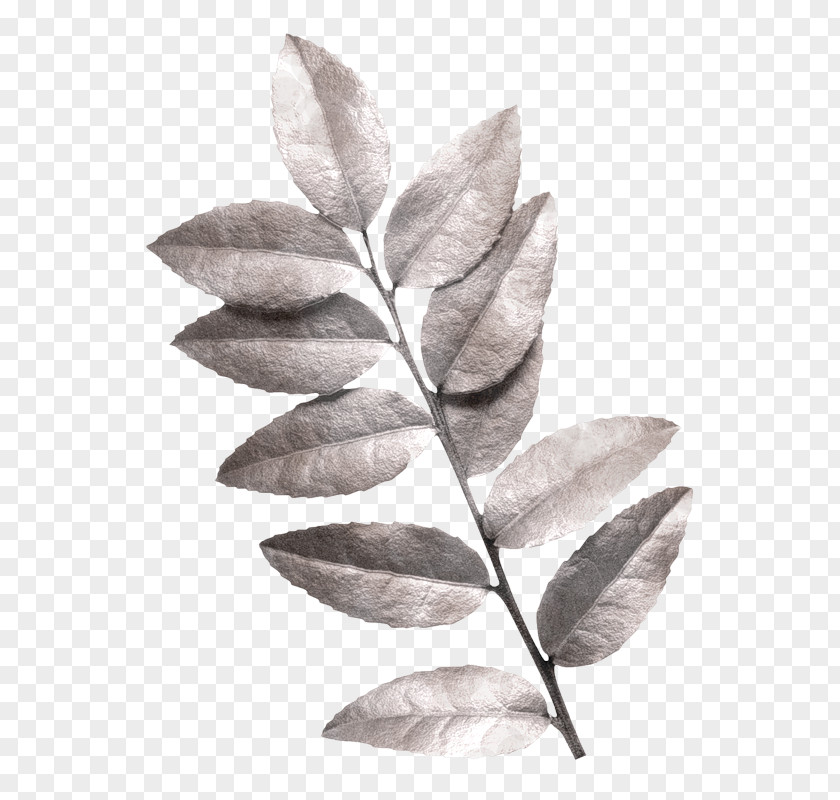 Twig Leaf PNG