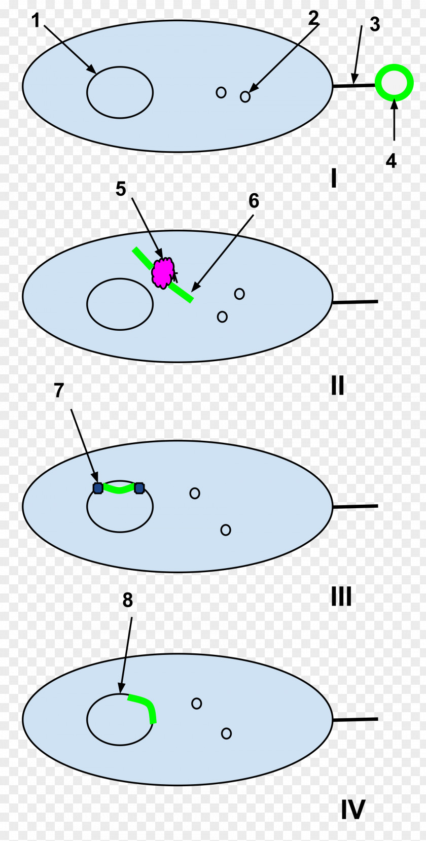 Dna Ligase Natural Competence Molecular Biology Cell Bacteria PNG