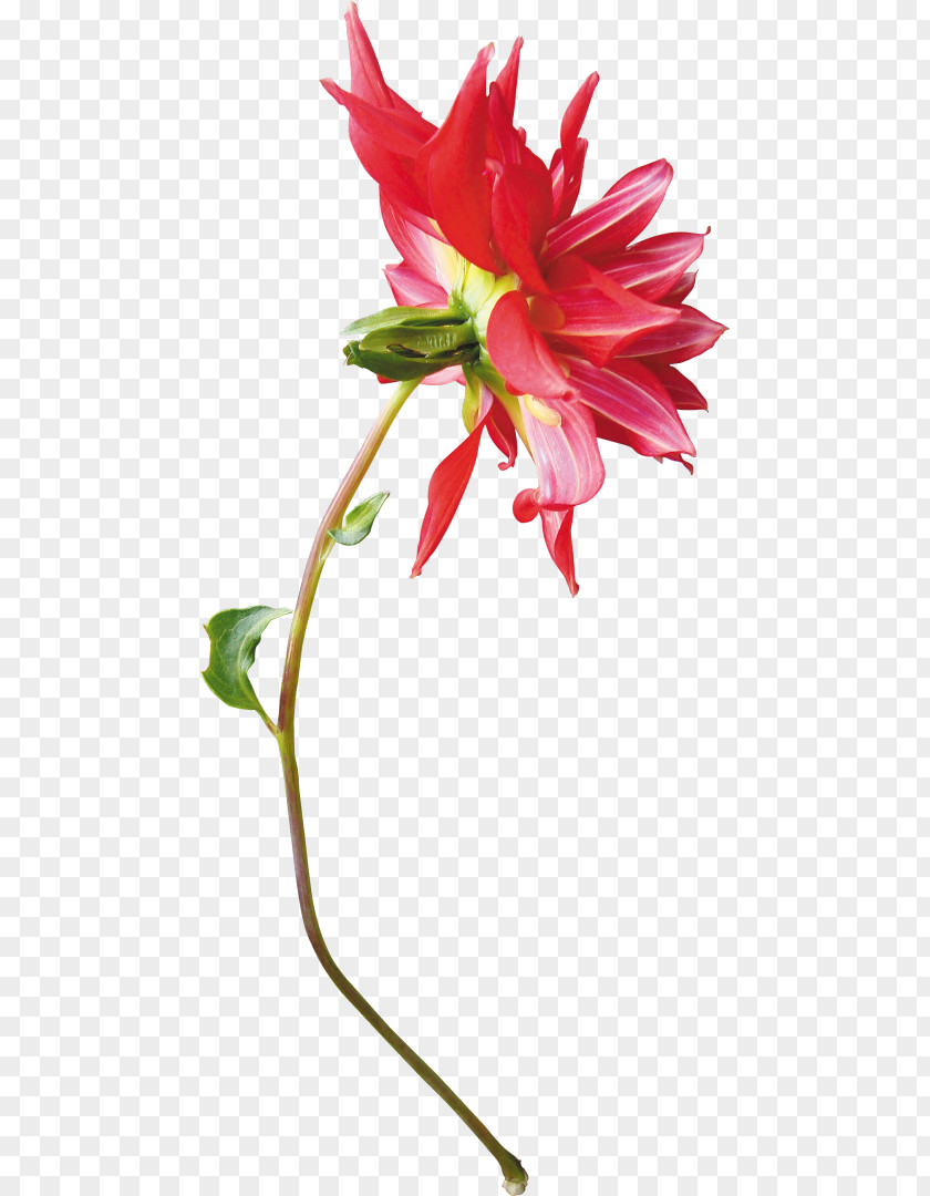 Flower Floral Design Cut Flowers Dahlia Flowerpot PNG