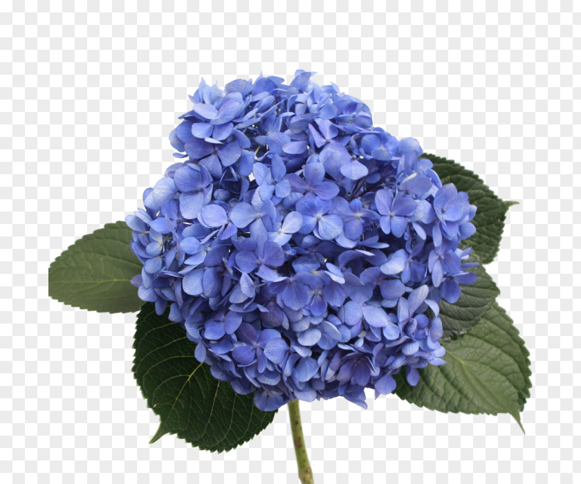 Hydrangea French Shocking Blue Flower Purple PNG