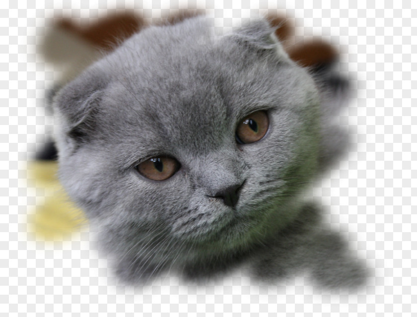 Kitten Scottish Fold Russian Blue British Shorthair Siberian Cat PNG