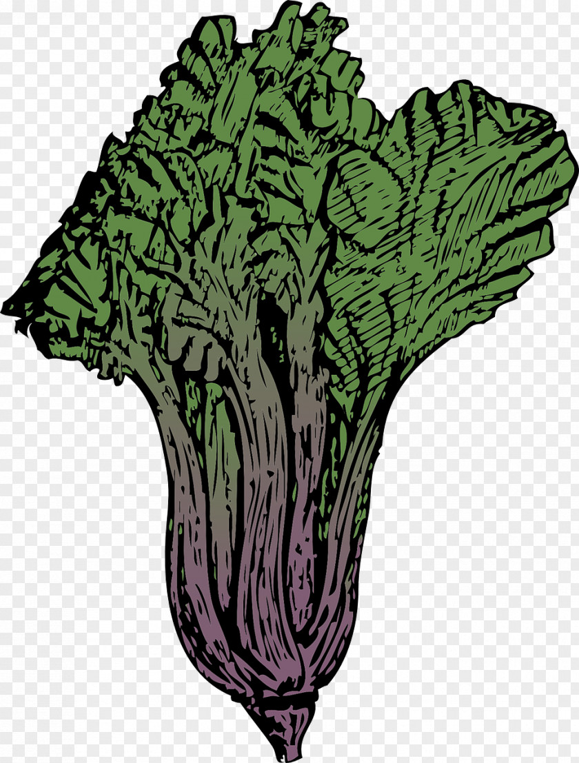 Beet Swiss Cuisine Chard Syrian Leaf Vegetable Clip Art PNG