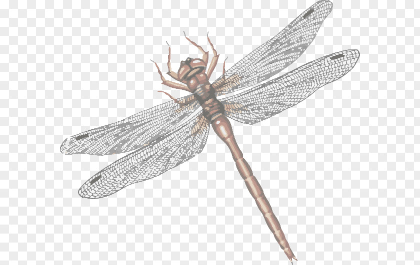 Dragonfly Net-winged Insects Design PNG