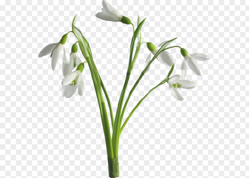 Flower Snowdrop Desktop Wallpaper Tulip PNG