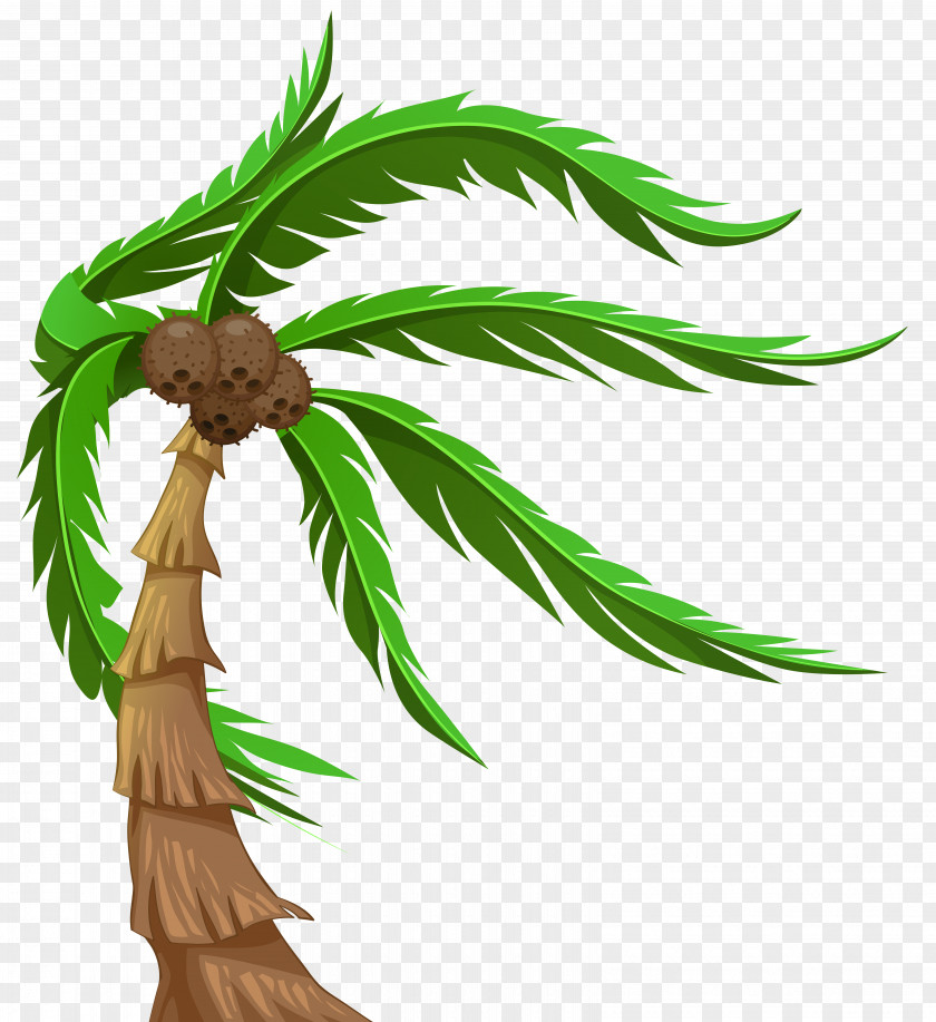 Palm With Coconuts Transparent Clip Art Image Arecaceae PNG