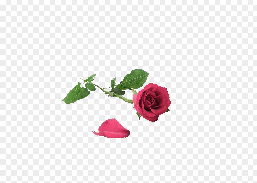 Rose Creative Woman Love Wife PNG