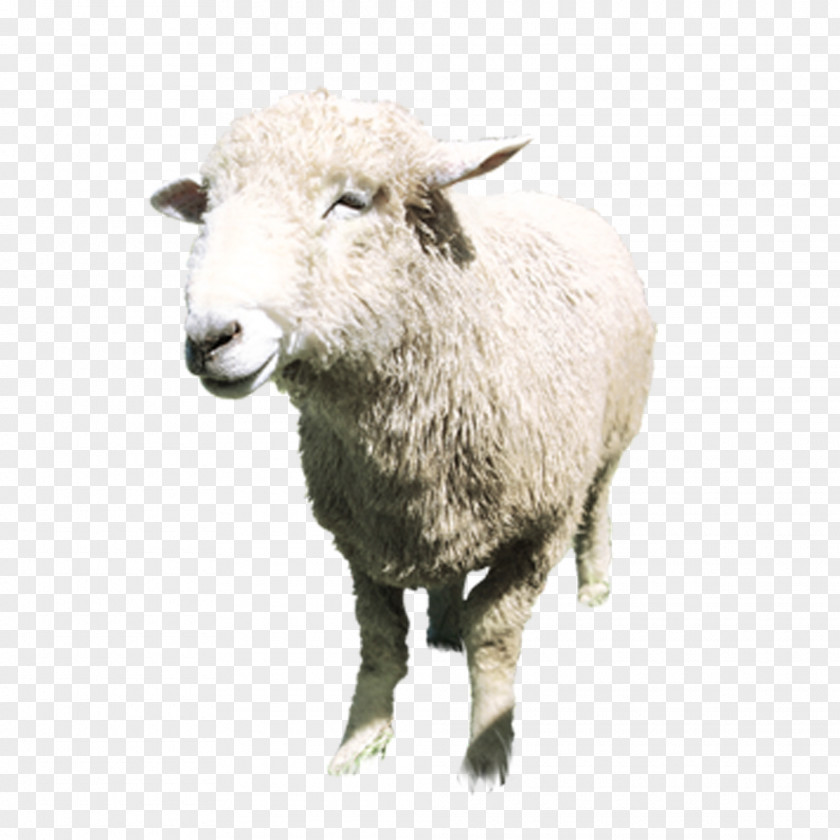 Aries Standing Boer Goat Sheep Milk Lanolin Tmall PNG
