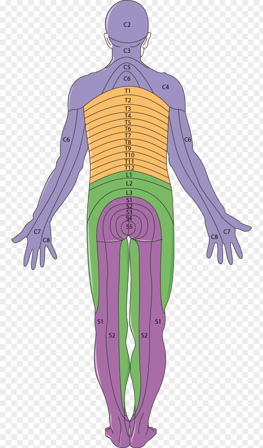 Central Nervous System Dermatome Neurology Peripheral Neuropathy Muscle Diabetic Foot PNG
