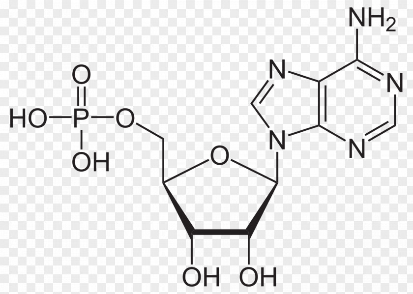 Cyclic Adenosine Monophosphate Triphosphate Adenine PNG