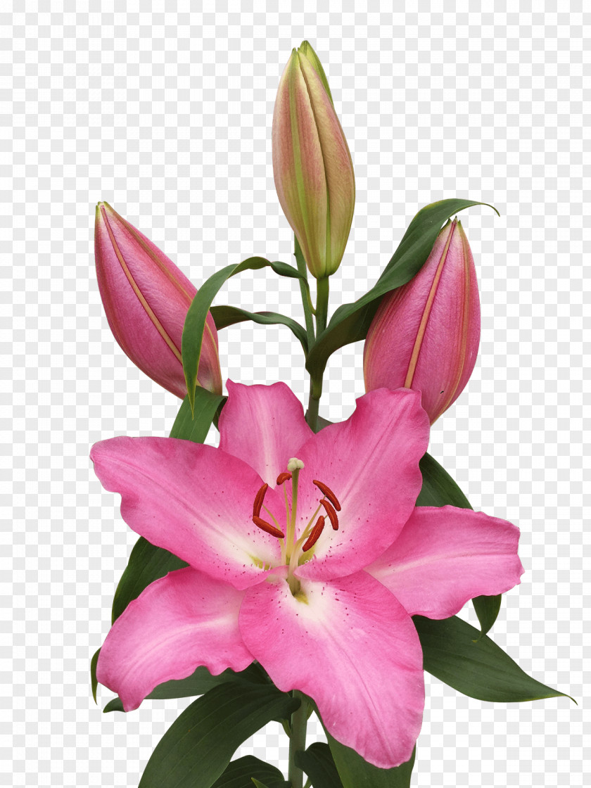 Royal Van Zanten Floristry Pink M Cut Flowers Petal Daylily PNG