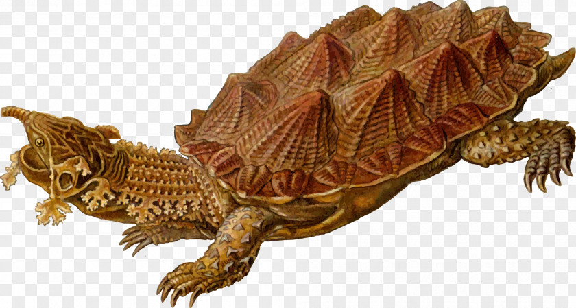 Turtle Reptile Archelon Mata Clip Art PNG