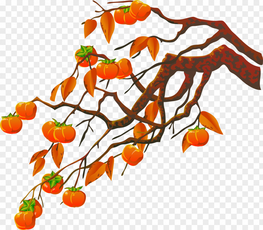 Vector Hand Painted Persimmon Tree Clip Art PNG