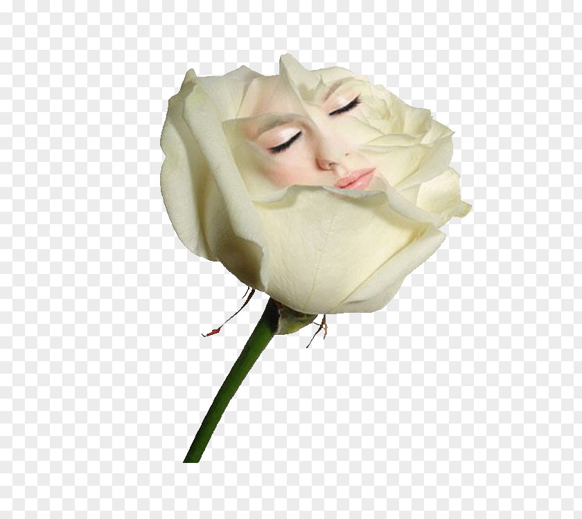 White Roses Rose Love PNG