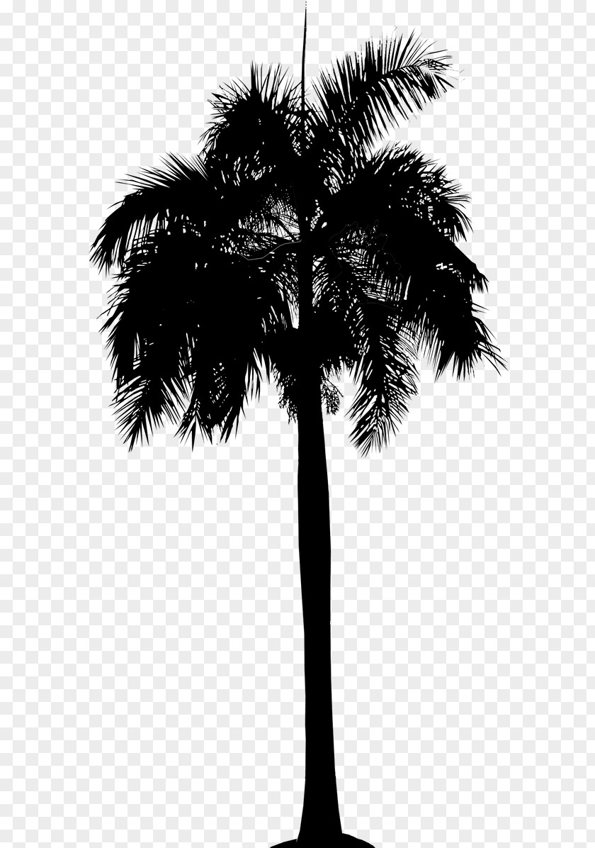 Asian Palmyra Palm Date Leaf Trees Plant Stem PNG