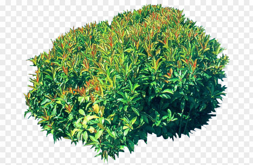 Decorative Bushes Shrub Poster PNG