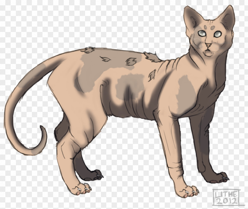 Kitten Whiskers Warriors Cats Of The Clans PNG
