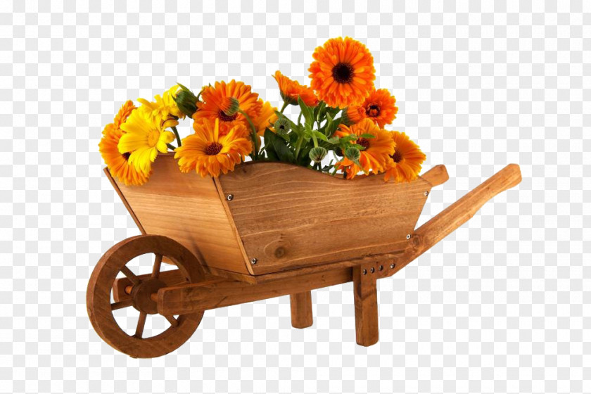 Marigolds And Trolleys Wheelbarrow Flower Marigold Photography PNG