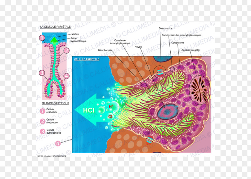 Parietal Cell Organism Histology PNG