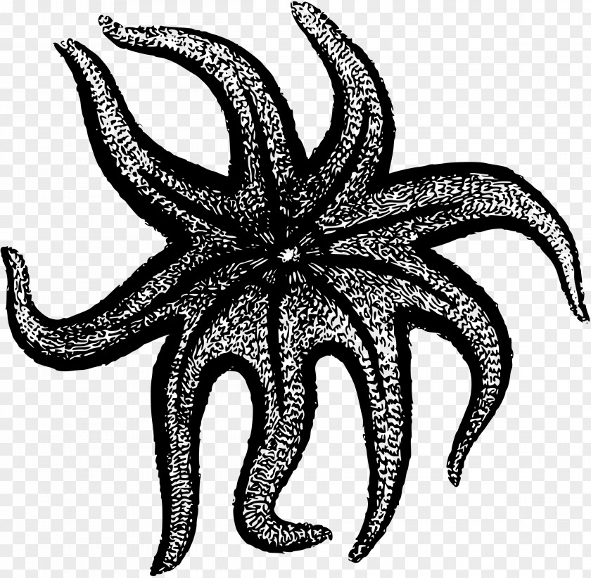 Starfish Drawing Clip Art PNG