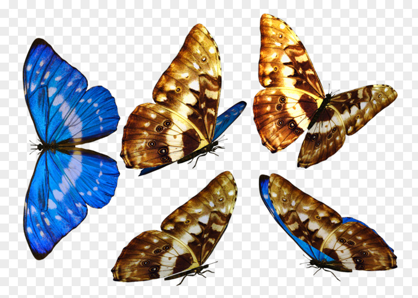 Butterfly Brush-footed Butterflies Moth PNG